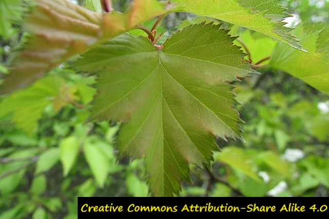 A close up of a leaf Description automatically generated with medium confidence