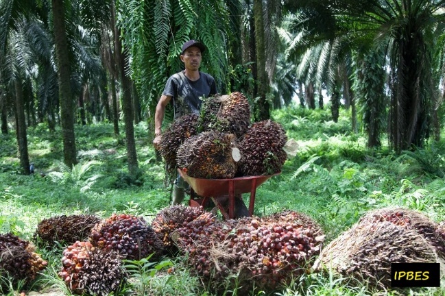 A person standing next to a table with pine cones in a forest Description automatically generated with low confidence