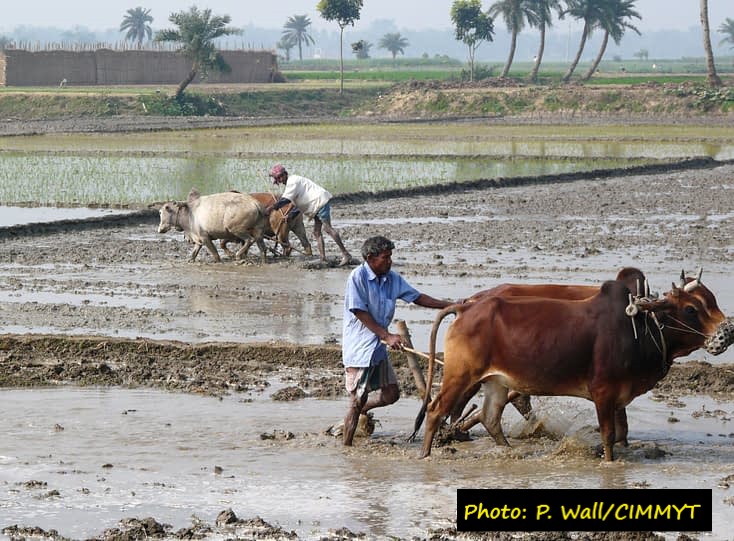 A picture containing grass, outdoor, cow, ground Description automatically generated