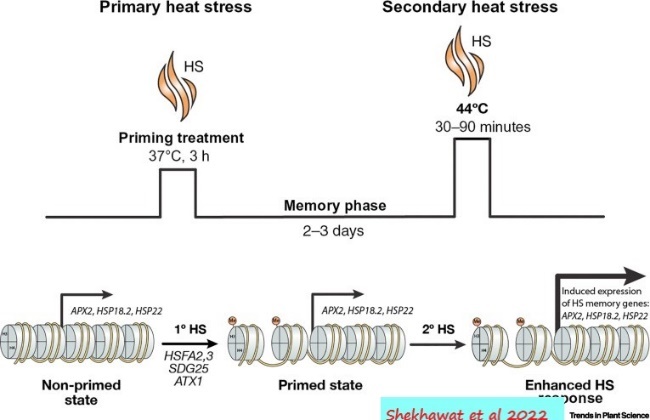 Diagram Description automatically generated