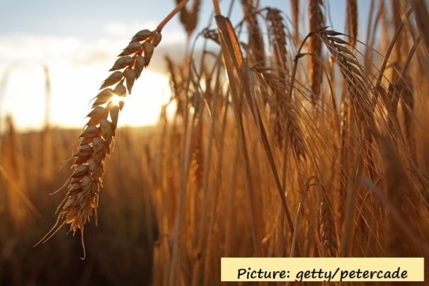 A field of wheat Description automatically generated with medium confidence