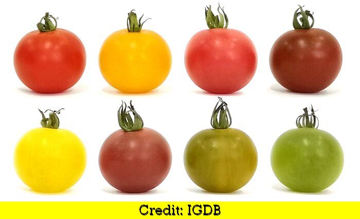 A group of tomatoes Description automatically generated with medium confidence