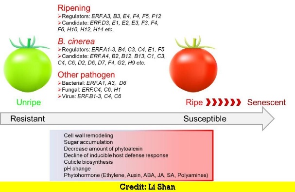 A picture containing chart Description automatically generated